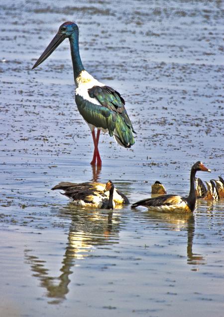 Jabiru w Magpie Geese Jabiru w Magpie Geese
