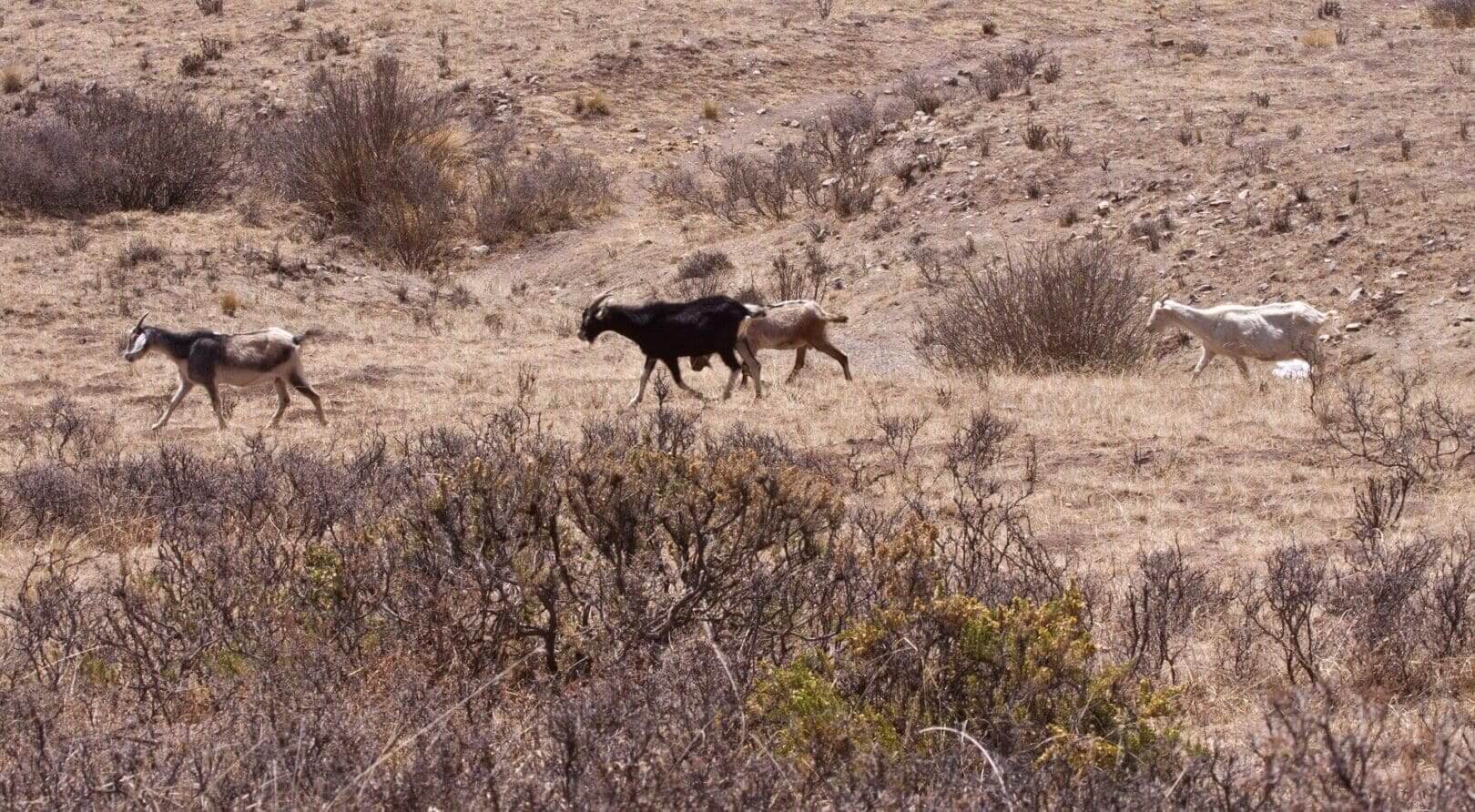 Goats walking in a dry, grassy field.