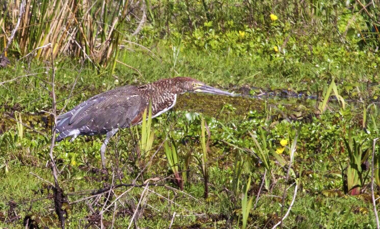 Heron standing in lush, green wetland.