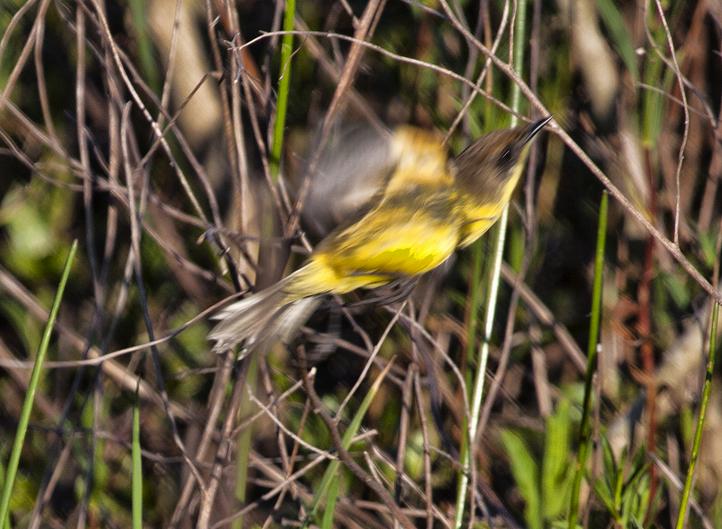 Warbling Doradito Warbling Doradito