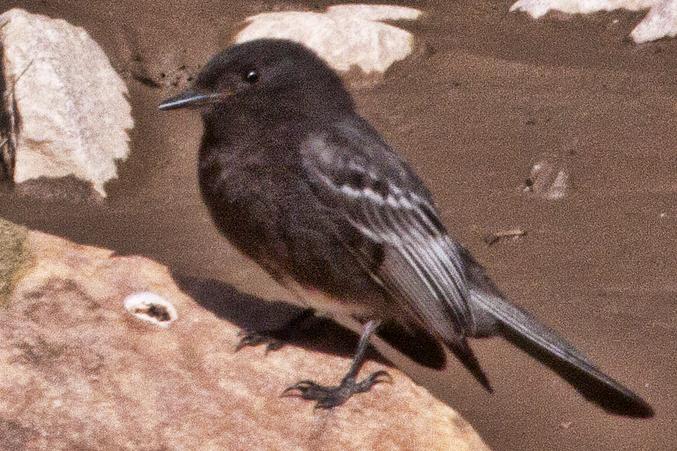 Black Phoebe Black Phoebe