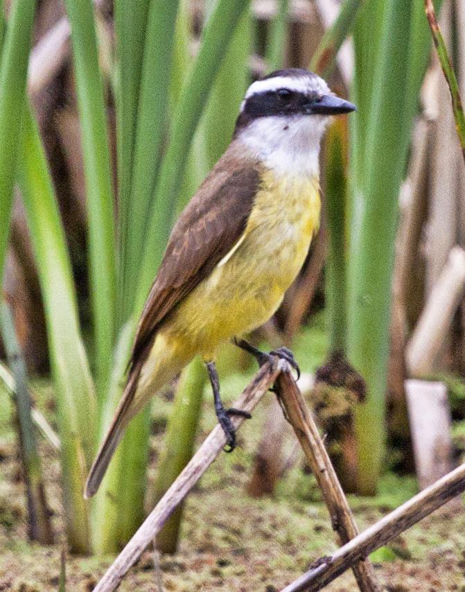 Great Kiskadee Great Kiskadee