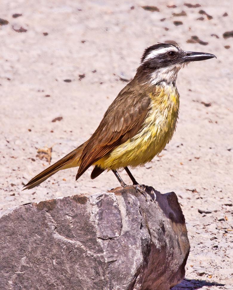 Great Kiskadee Great Kiskadee