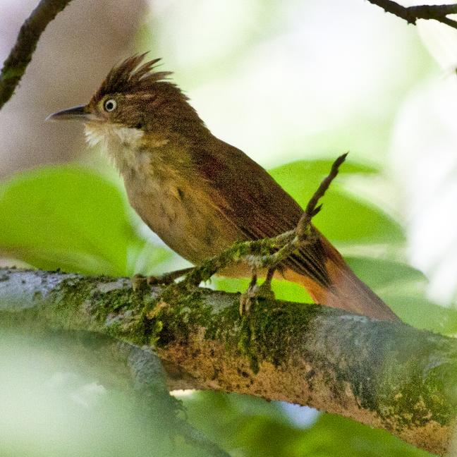 Yellow-bellied Elaenia Yellow-bellied Elaenia