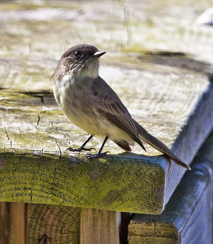 Eastern Phoebe Eastern Phoebe