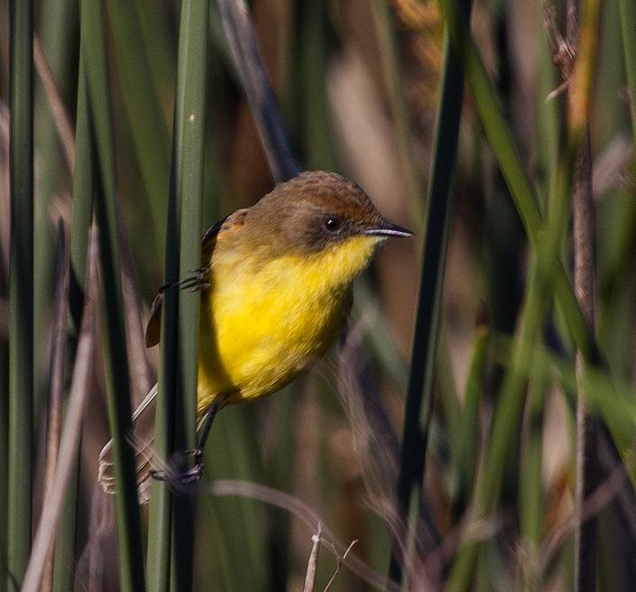 Warbling Doradito Warbling Doradito